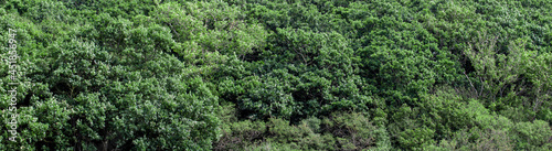 landscape of dark green forest