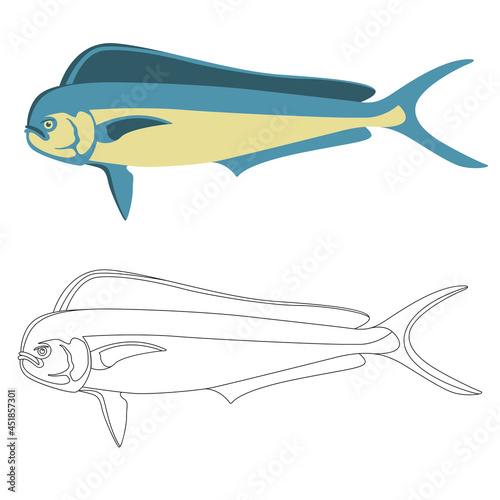 dorado  fish, vector illustration, flat style, side view