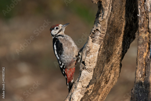 Great Spotted Woodpecker perched on a branch  Dendrocopos major  
