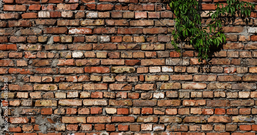 Old brick wall with wild grape © Dmitriy