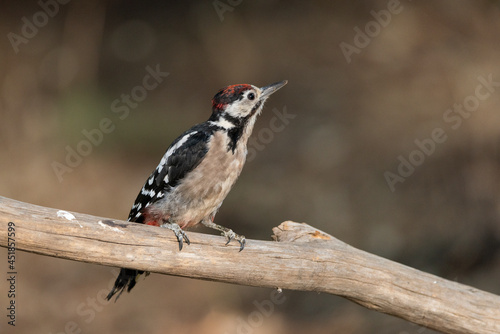Great Spotted Woodpecker perched on a branch (Dendrocopos major) 