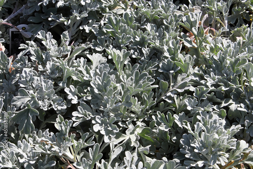 Closeup view of the silver leaves on a Silver Brocade plant