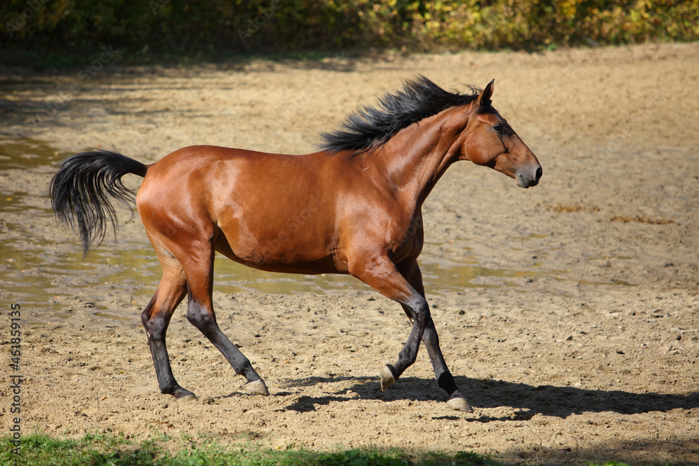 Thoroughbred race horse runs gallop in autumn background Thoroughbred race horse runs gallop in autumn background