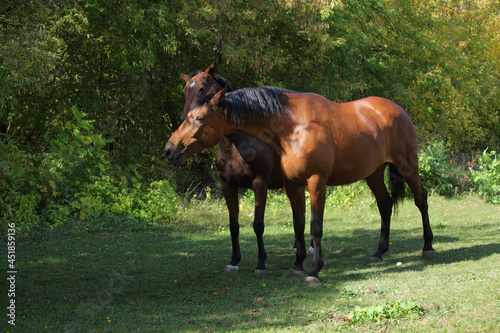 Two beautiful race horses walking together in autumn meadow