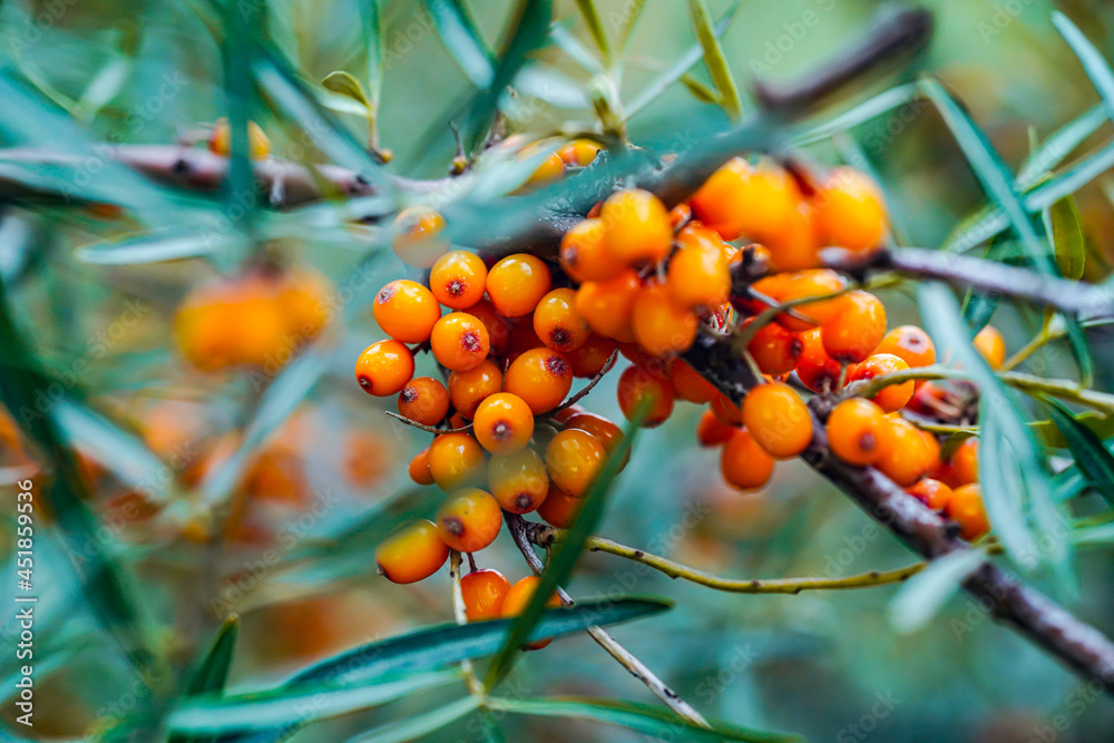 Outdoor sea buckthorn berries, ripe in autumn Outdoor sea buckthorn berries, ripe in autumn