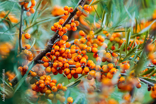 Outdoor sea buckthorn berries, ripe in autumn