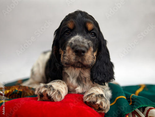 A blue roan and tan puppy of the English Cocker Spaniel lies and looks into the frame. Portrait.
