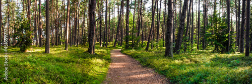 Path in the forest. Path in the summer forest at dawn. Nature panorama for print. A path in a green forest stretching into the distance