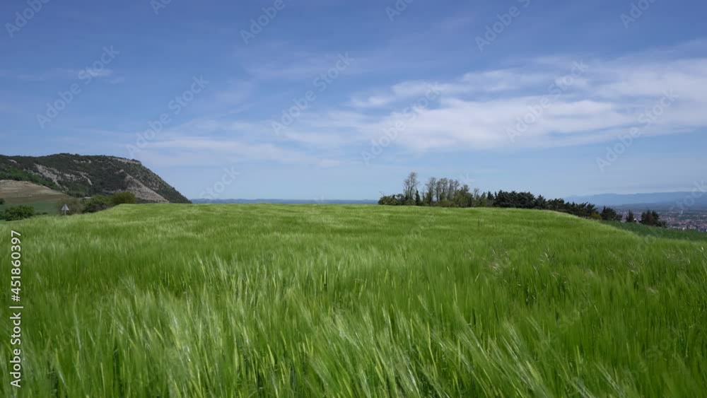Barley swaying in the wind, blue sky with hill range in background Barley swaying in the wind, blue sky with hill range in background
