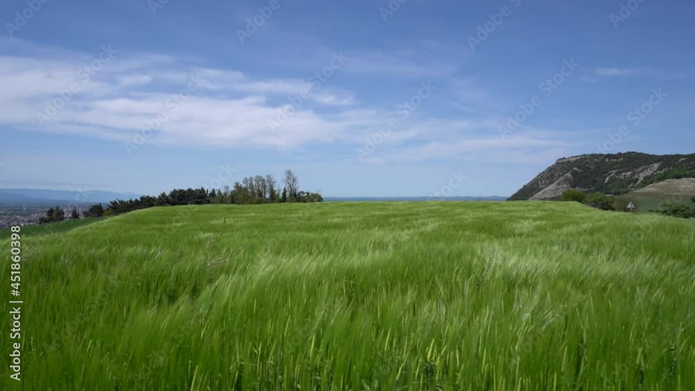 Wind Create Waves on a Green Field Of Unripe Wheat, establishing Wind Create Waves on a Green Field Of Unripe Wheat, establishing