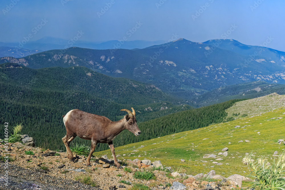 Fototapeta premium Bighorn Sheep in the Rocky Mountains in Colorado, USA