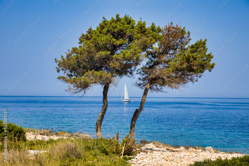 a sailing boat between two trees with a sunny and blue background