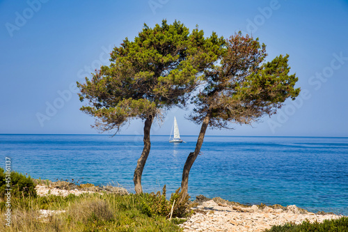 Fototapeta Naklejka Na Ścianę i Meble -  a sailing boat between two trees with a sunny and blue background