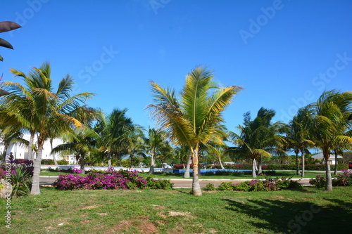 wakacje palmy natura roślinność