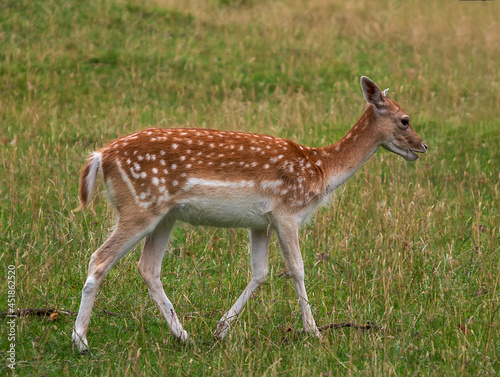 European Fallow Deer (Dama dama) in a country park in the UK