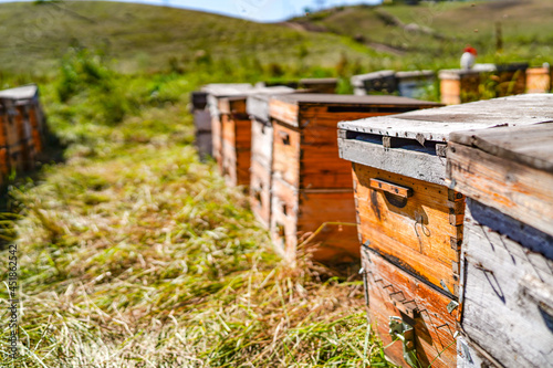 Apiary beehives and bees, virgin forest environment © Brekke