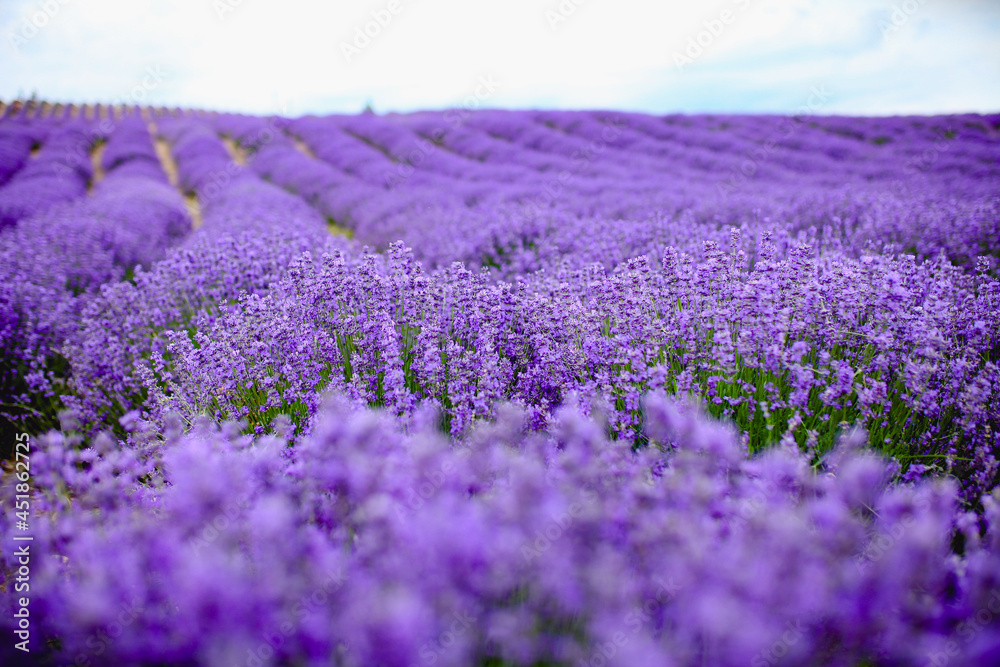 Purple lavender field，beautiful blooming, french romance