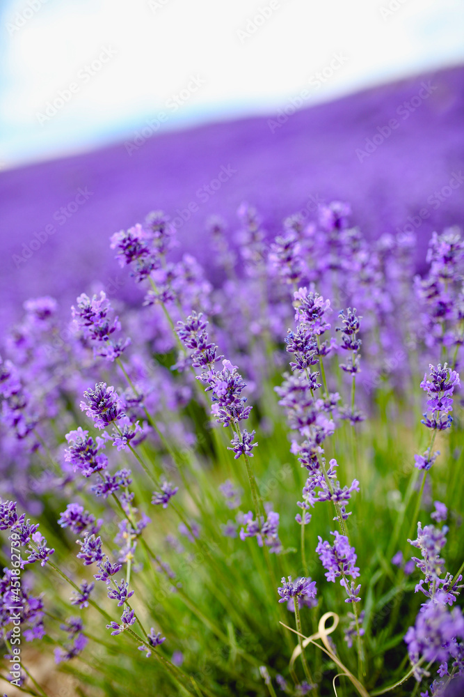 Obraz premium Purple lavender field,beautiful blooming, french romance