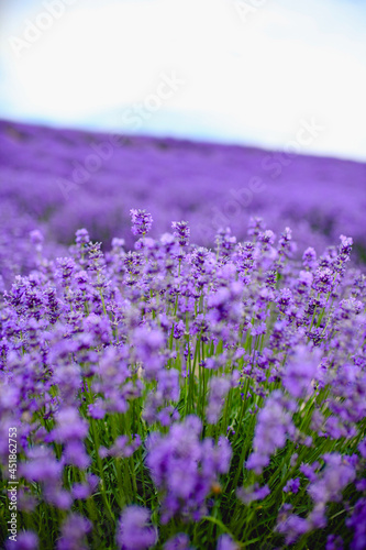 Purple lavender field，beautiful blooming, french romance