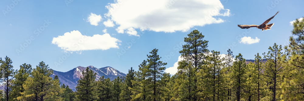 Forest and Mountains With Hawk Horizontal Web Banner Forest and Mountains With Hawk Horizontal Web Banner