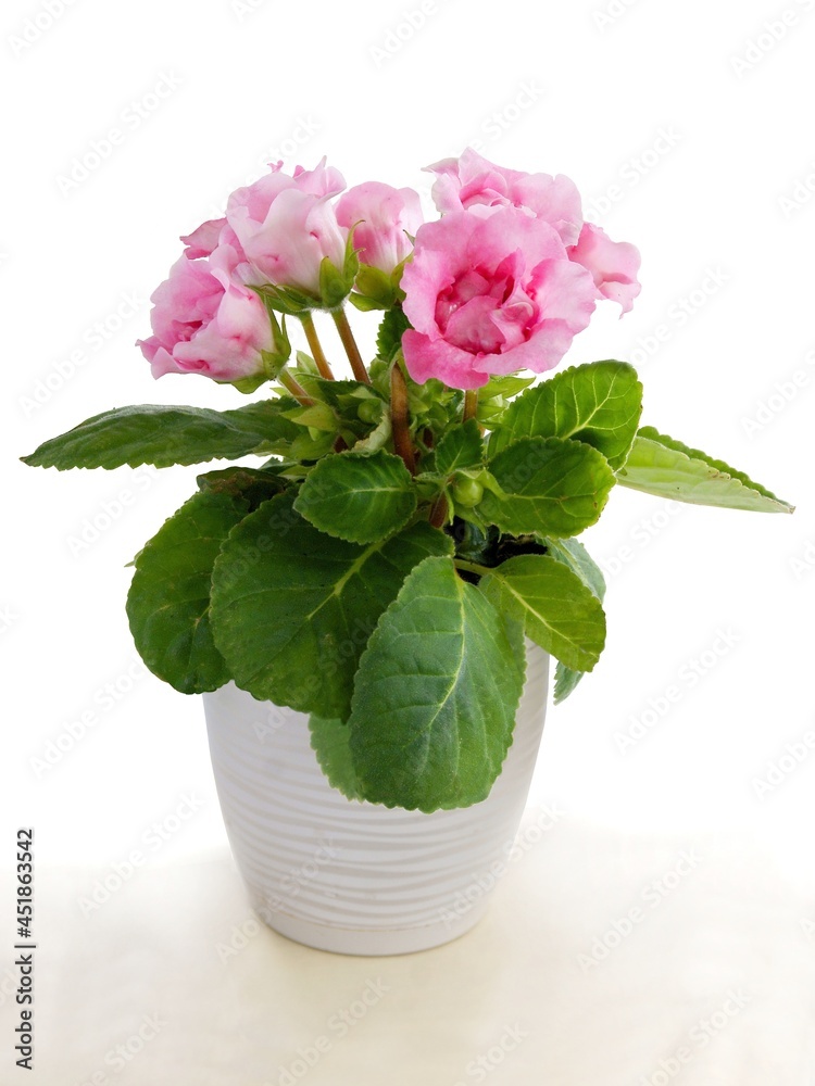 pink spinningia speciosa plant in a pot isolated pink spinningia speciosa plant in a pot isolated