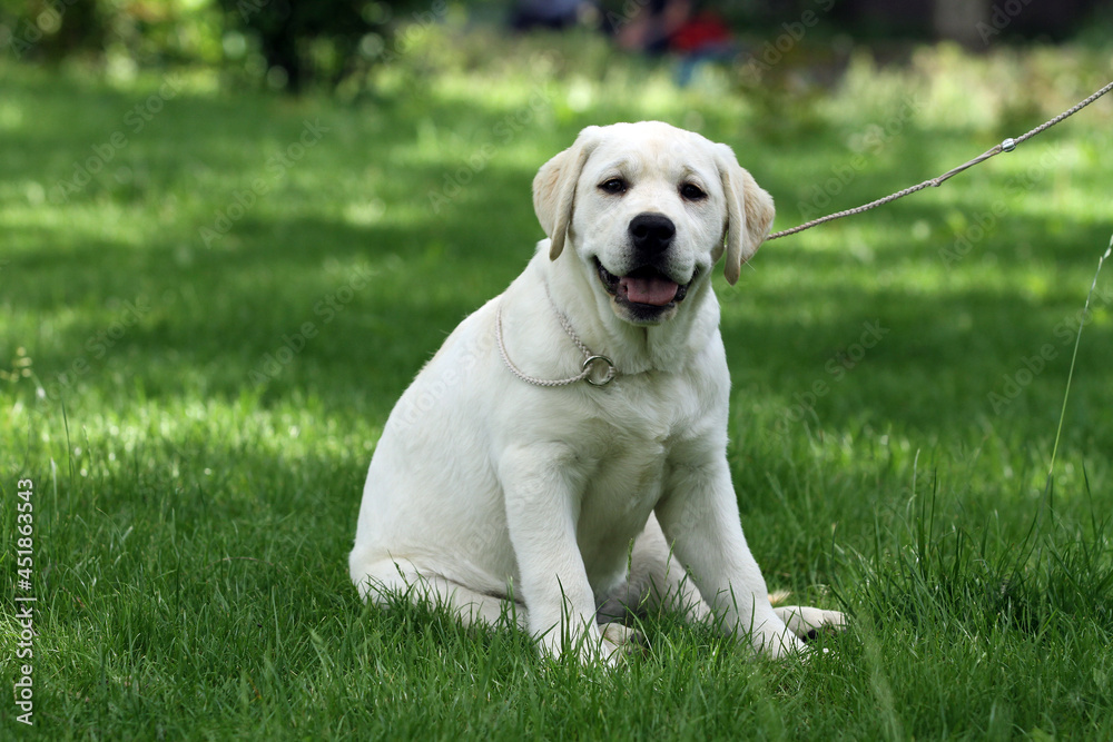 sweet yellow labrador dog in the park