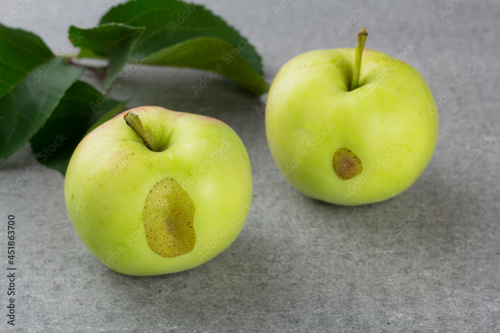 Ugly garden apples on grey background. Close up Ugly garden apples on grey background. Close up