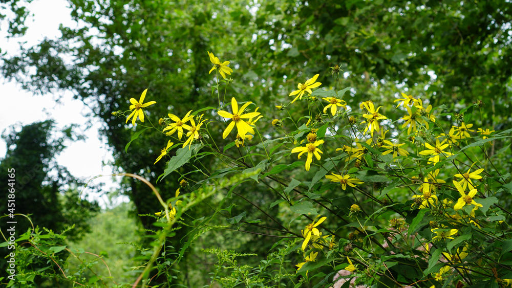 Obraz premium summer wild flowers with vines
