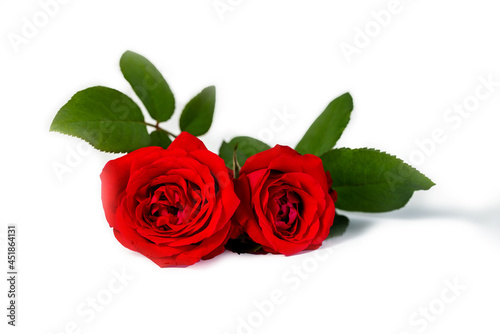 Closeup of beautiful blossom red rose in full bloom with green leaves and its branch twig isolated in white background. Flower of love, romantic and valentine celebration concept.