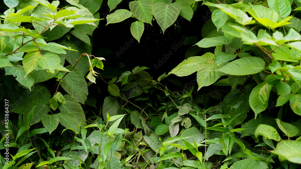 dark summer thicket, place for text dark summer thicket, place for text