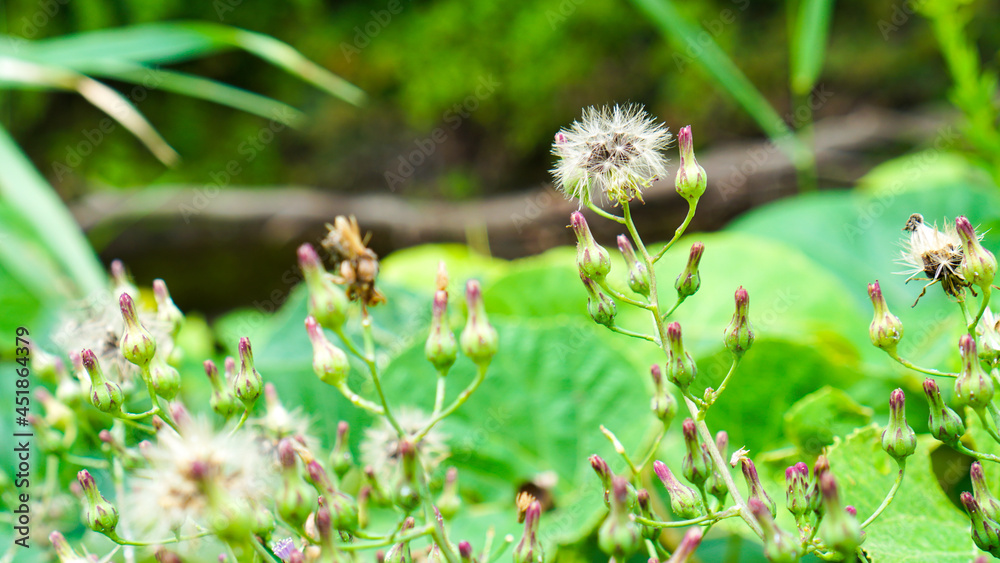 fluffy dandelion seeds, place for text fluffy dandelion seeds, place for text