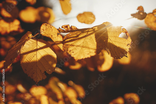 Beautiful autumn leaves in evening sun light. Autumnal background. Beautiful autumn tree branches with yellow leaves in sunset rays in autumn woods. Space for text