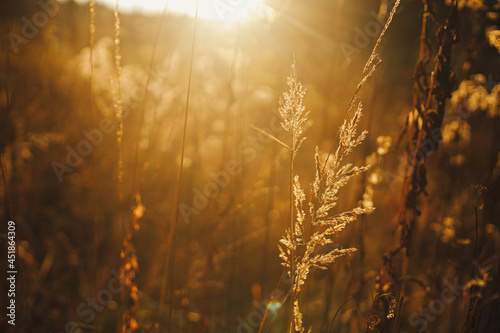 Beautiful autumn wild grass in evening sunlight, close up. Autumnal background. Beautiful grasses and herbs in sunset rays in evening autumn meadow. Space for text