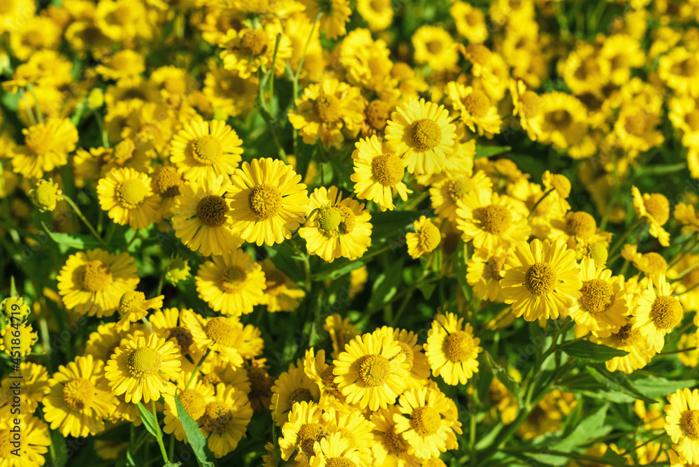 Yellow Helenium flowers in bright sunlight, background. Yellow Helenium flowers in bright sunlight, background.