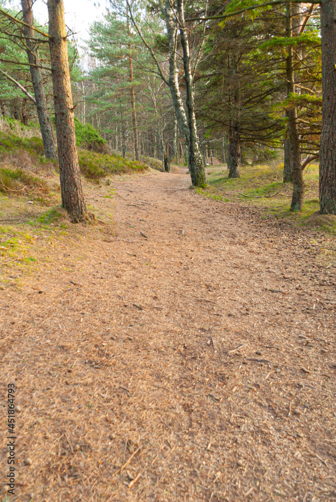 Fototapeta premium Sandy path between trees in a park.