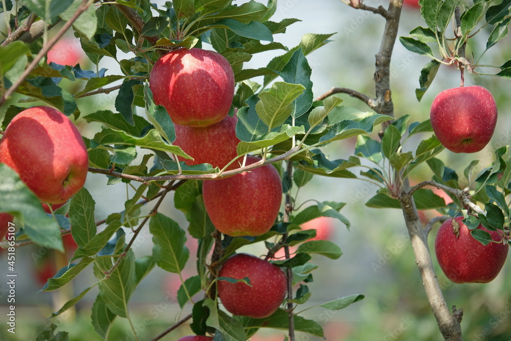 Organic apples hanging from a tree branch in an apple orchard Organic apples hanging from a tree branch in an apple orchard