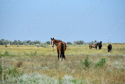 Brown horse standing in field and watching into distance, mammal © Vita