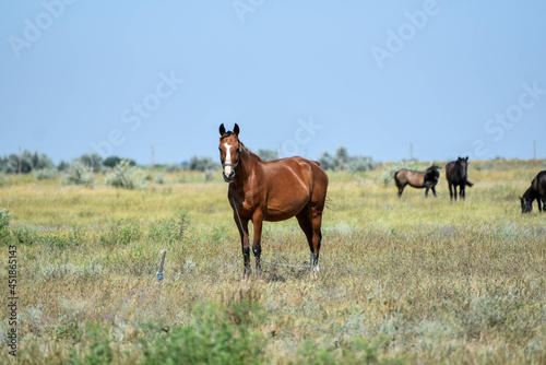 Brown horse standing in field and watching into distance, mammal