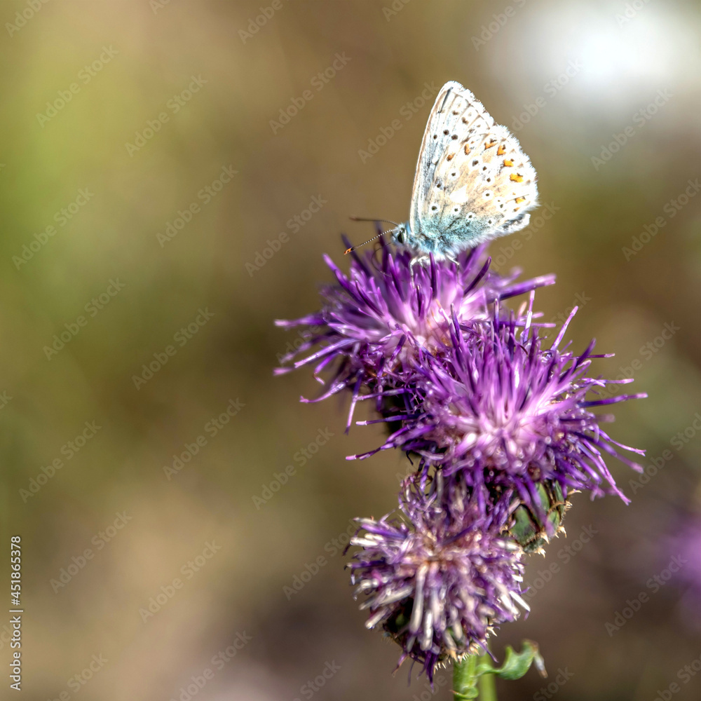 Papillon bleuet posé sur une fleur violette Papillon bleuet posé sur une fleur violette