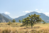 Cèdre au milieu d'un paysage de montagne dans les Alpes du Sud