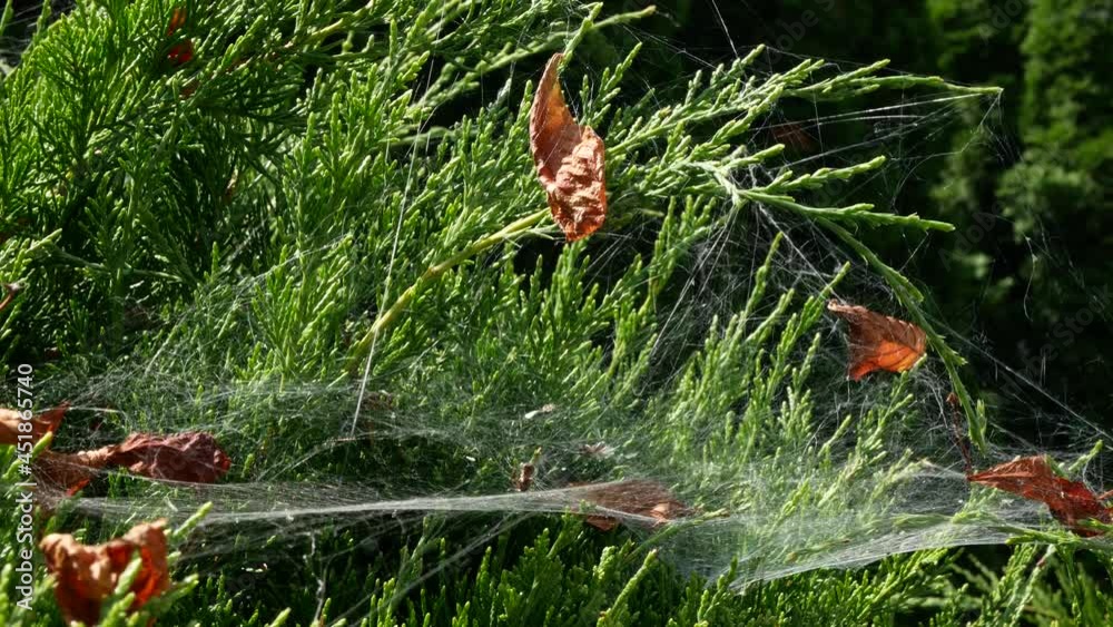 The wind is blowing spider webs on the evergreen shrub. Horizontal sheet webs overlay vegetation. Autumn coming The wind is blowing spider webs on the evergreen shrub. Horizontal sheet webs overlay vegetation. Autumn coming