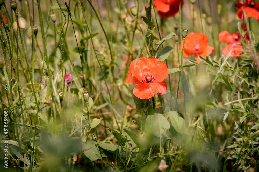 poppies