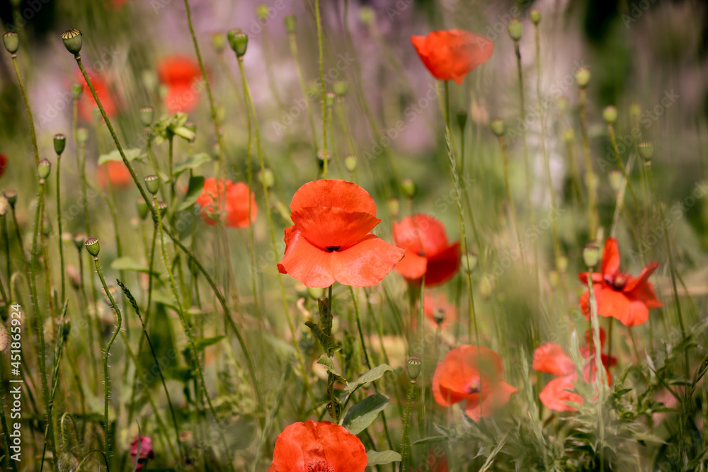 Obraz premium poppies