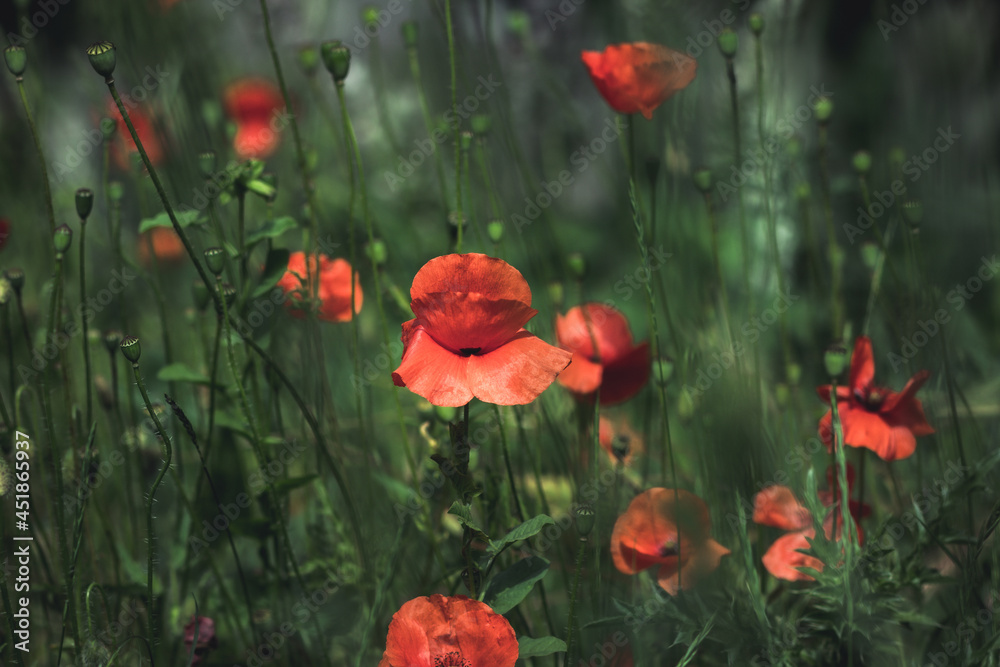 Fototapeta premium poppies