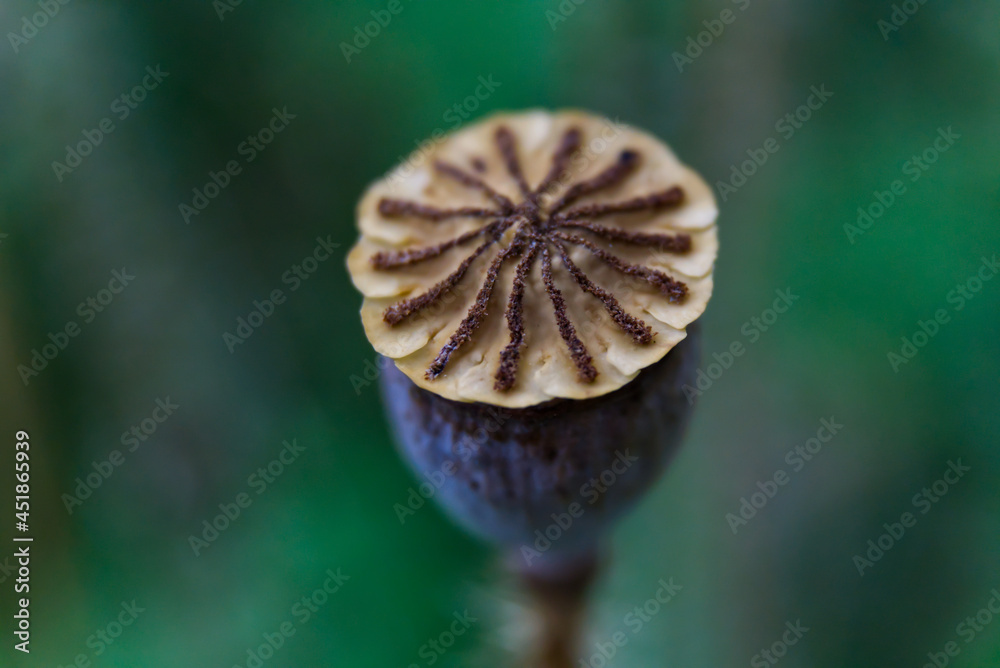 Klatschmohn-Fruit Klatschmohn-Fruit