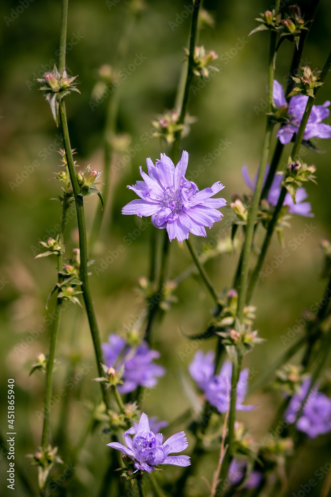 flowers flowers