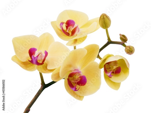 yellow flowers of orchid Phalaenopsis isolated close up