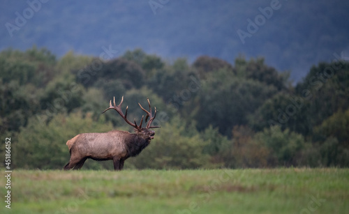 Bull Elk Portrait During the Rut