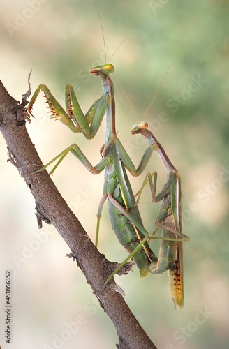 Vertical closeup of the mating mantises.