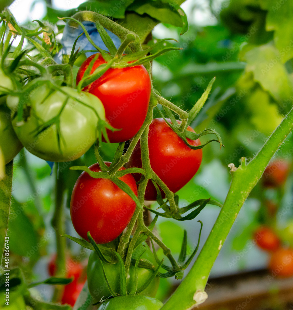 ripening tomatoes on a branch